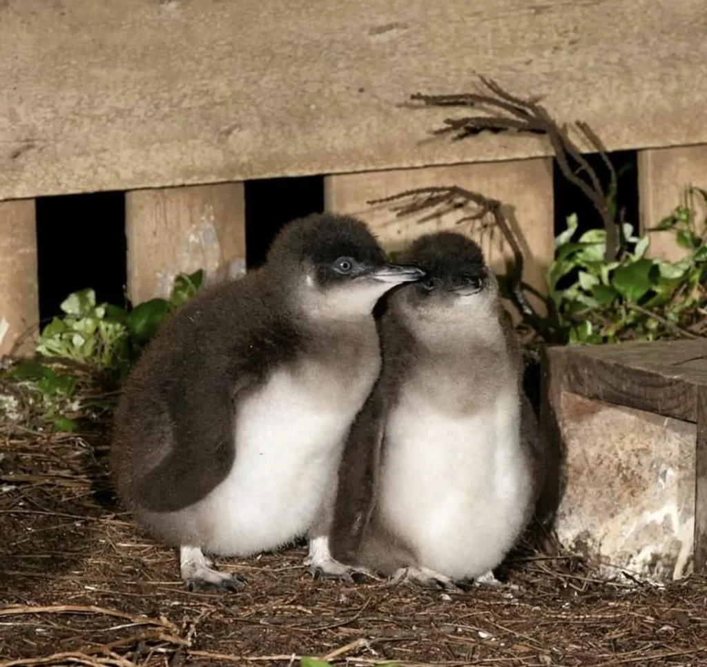 Phillip Island Penguin Tours